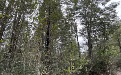 Venta en Puerto Varas | Hermosa parcela en Venta en Ensenada, Parque Los Volcanes en 252 | Hermosa parcela en Venta en Ensenada, Parque Los Volcanes